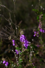 Prostanthera