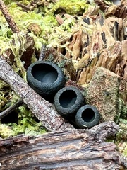 Urnula