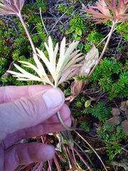 Anemonastrum biarmiense