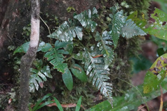Davallia repens