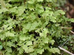 Trichocolea mollissima