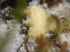 Sclerodoris
