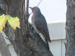 Colaptes auratus luteus