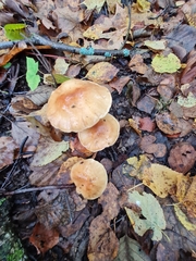 Cortinarius triumphans