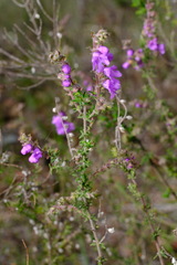 Prostanthera