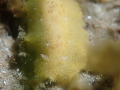 Sclerodoris