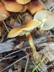 Pholiota spumosa