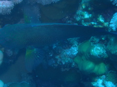 Calotomus viridescens