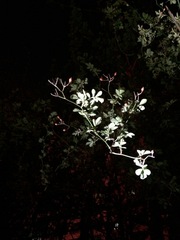 Rosa multiflora