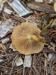Pholiota spumosa