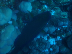 Calotomus viridescens