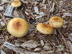 Pholiota spumosa
