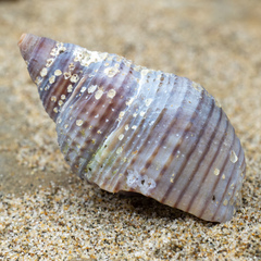 Nassarius