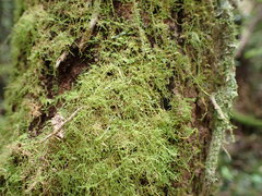Thuidiopsis sparsa