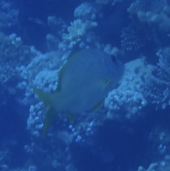 Lutjanus monostigma