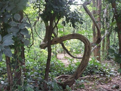 Spatholobus parviflorus