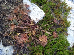 Anemonastrum biarmiense