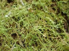 Thuidiopsis sparsa