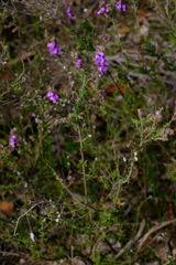 Prostanthera