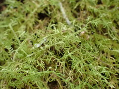 Thuidiopsis sparsa