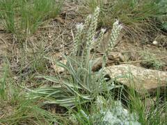 Plantago krascheninnikovii