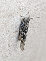 Trimerotropis pallidipennis