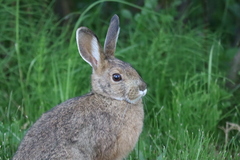 Lepus americanus