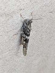 Trimerotropis pallidipennis