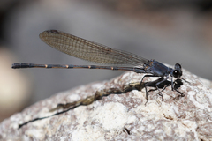Argia lugens