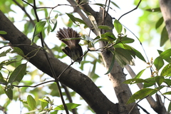 Rhipidura javanica