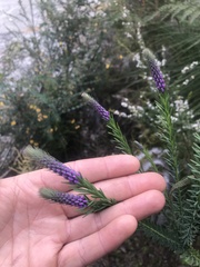Comesperma