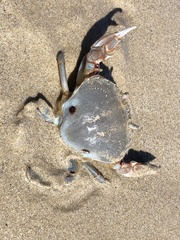 Ovalipes australiensis