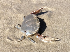 Ovalipes australiensis