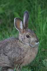 Lepus americanus