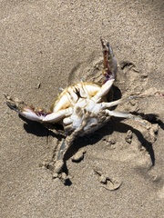 Ovalipes australiensis