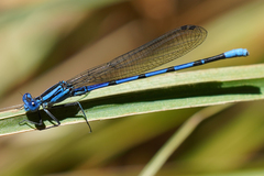 Argia tarascana