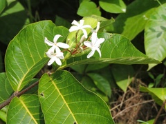 Holarrhena pubescens