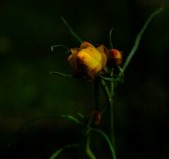 Xerochrysum viscosum