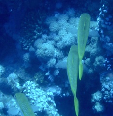 Mulloidichthys vanicolensis