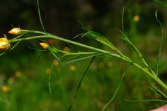 Xerochrysum viscosum