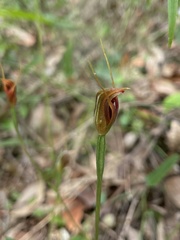 Pterostylis erecta