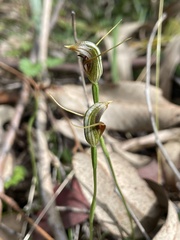 Pterostylis erecta