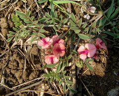 Indigofera alternans