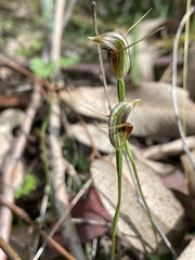 Pterostylis erecta