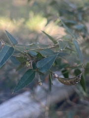 Podolobium aciculiferum