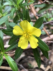Hibbertia cuneiformis