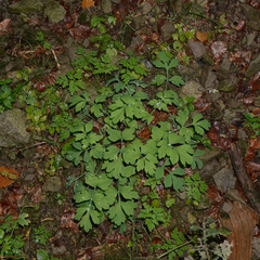 Papaver cambricum