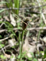 Pterostylis erecta