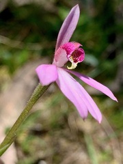 Caladenia