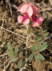 Indigofera alternans